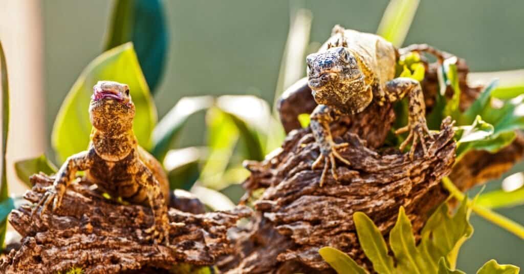 Largest iguana - pair of chuckwallas