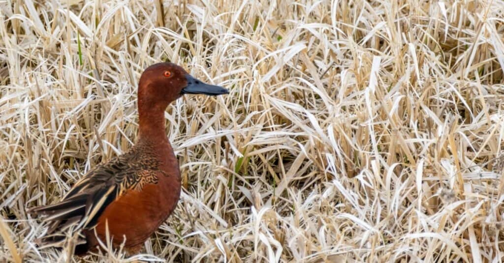 cinnamon teal walking in field