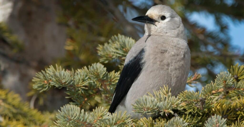 clark's nutcracker perched in a pine tree