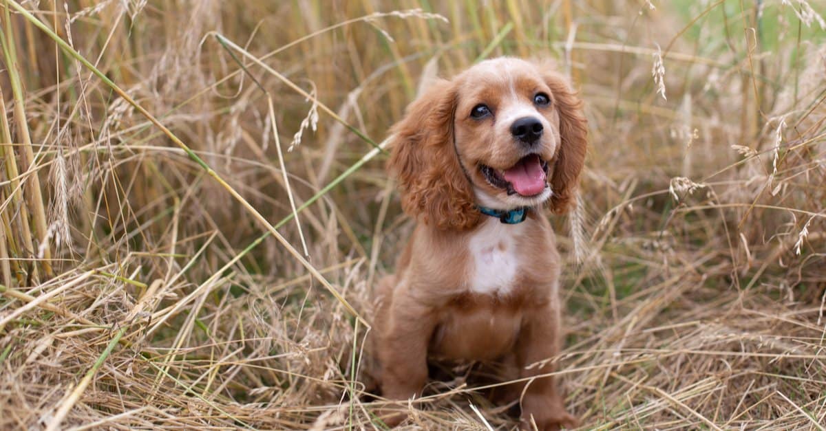 Cockalier Animal Facts Canis Lupus Familiaris A Z Animals