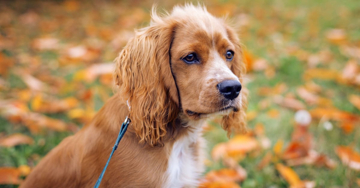 Cockalier Dog Breed Complete Guide A Z Animals