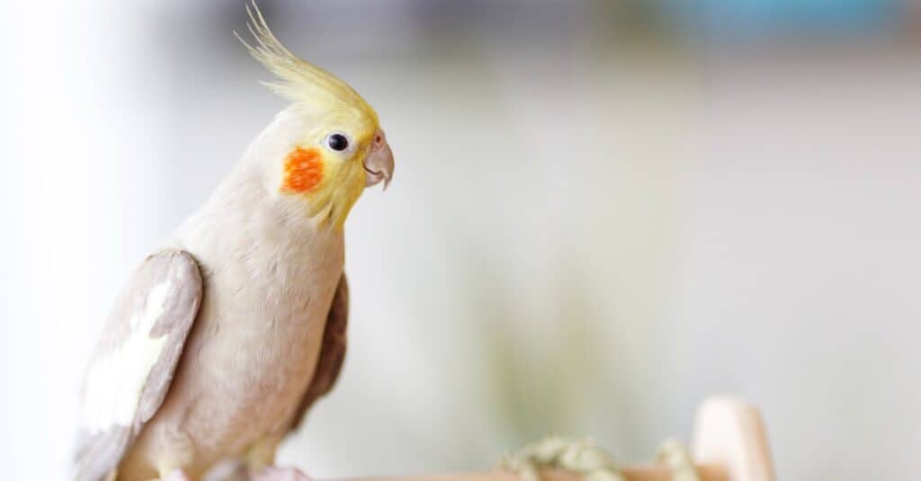 white and yellow cockatiel with blurred background