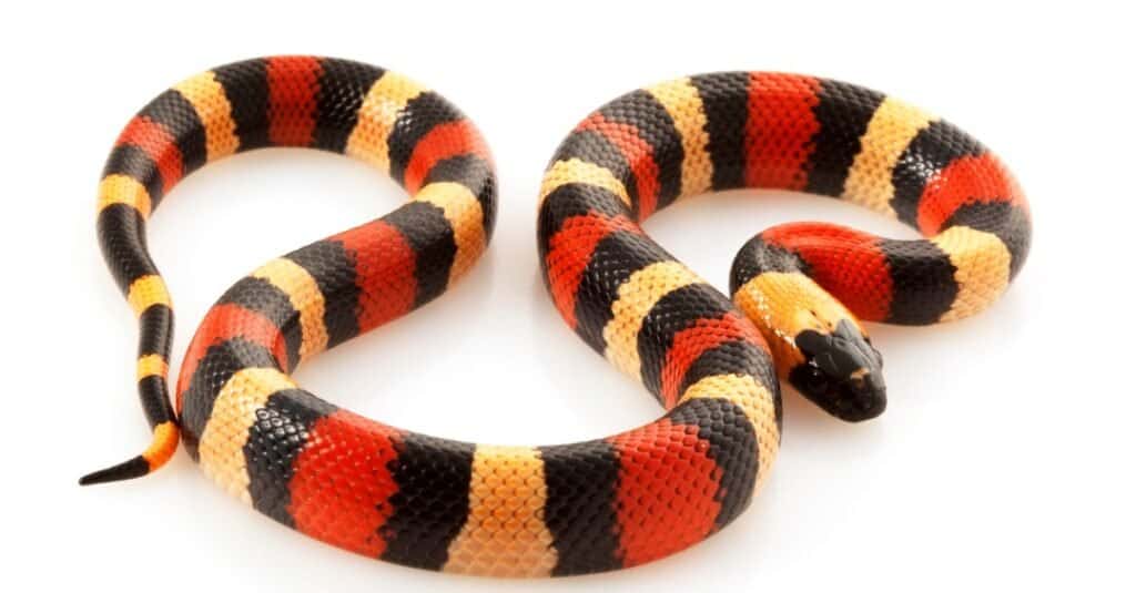 colorful-red-black-and-gold-san-pueblan-milksnake-picture-id118331764