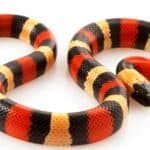 Milk snakes have a similar appearance to coral snakes