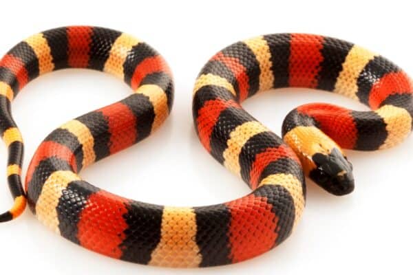 Milk snakes have a similar appearance to coral snakes
