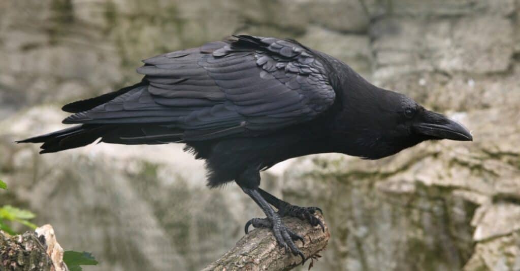 common raven ready for flight