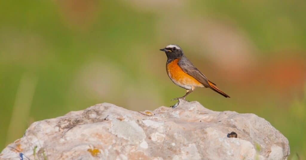 Birds that look like robins: Common Redstart