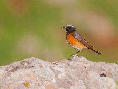 A Redstart