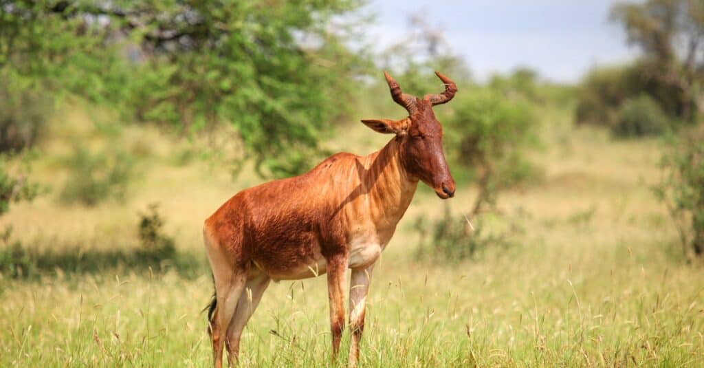 The 10 Largest Antelopes In The World IMP WORLD