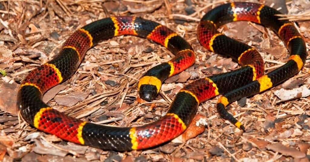 3. Coral Snakes