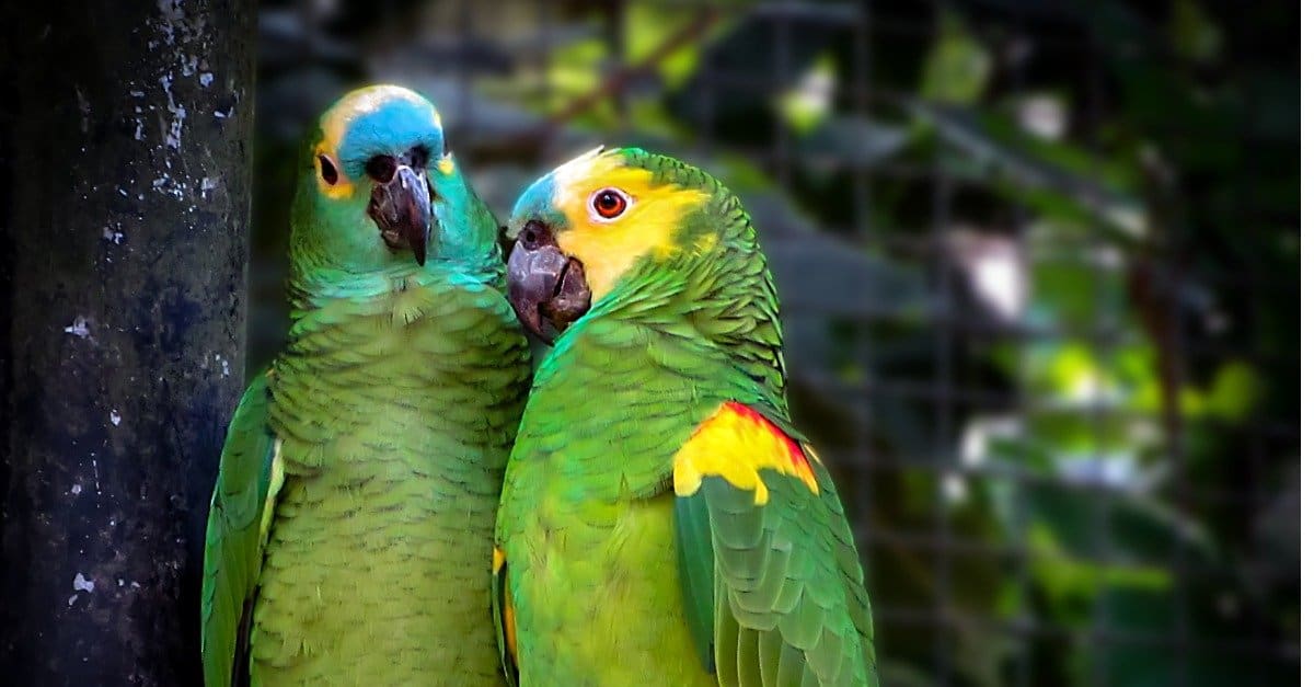 Turquoise Fronted Amazon parrots