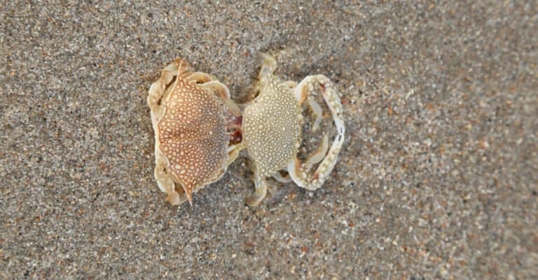 The Fascinating Reason Why These Animals Shed