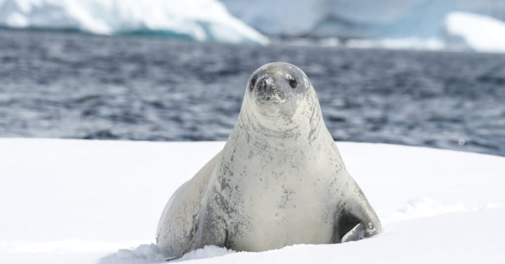 crabeater seal sitting on ice beside the water