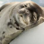 Crabeater Seal
