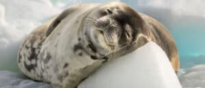 crabeater seal laying on ice