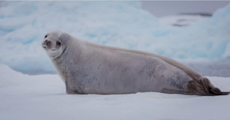 crabeater seal resting on the ice