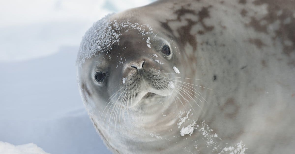 crabeater seal in snow