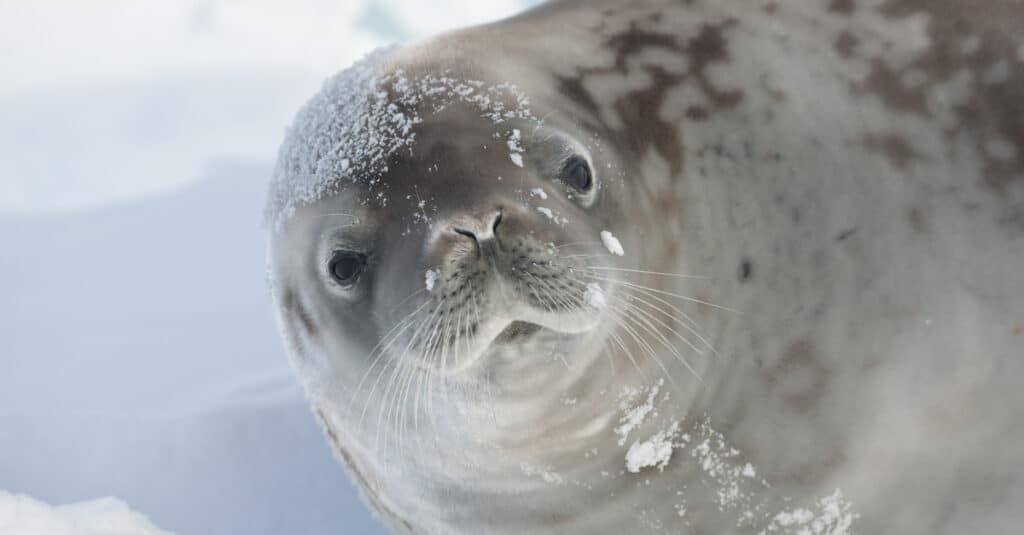 close up of a crabeater seal