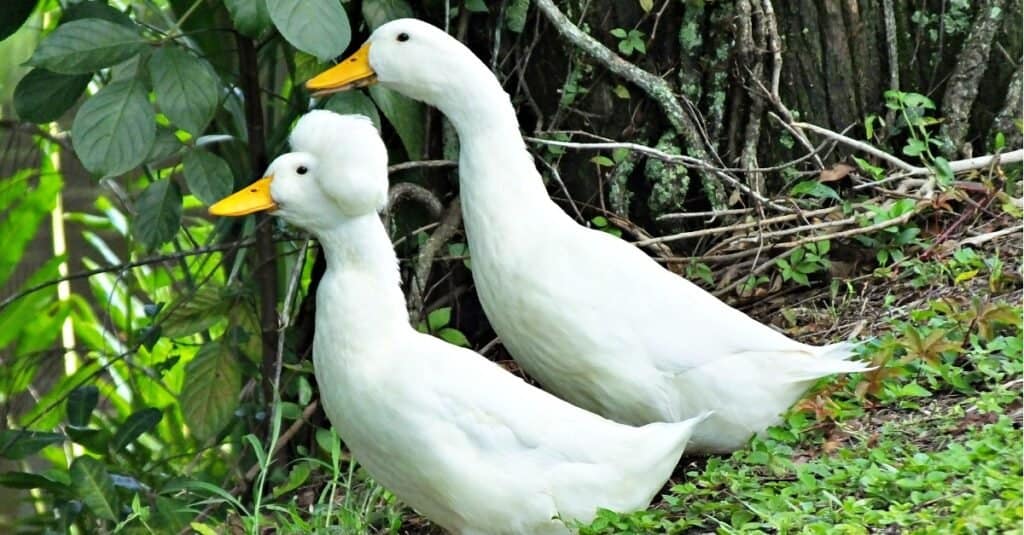 Crested ducks