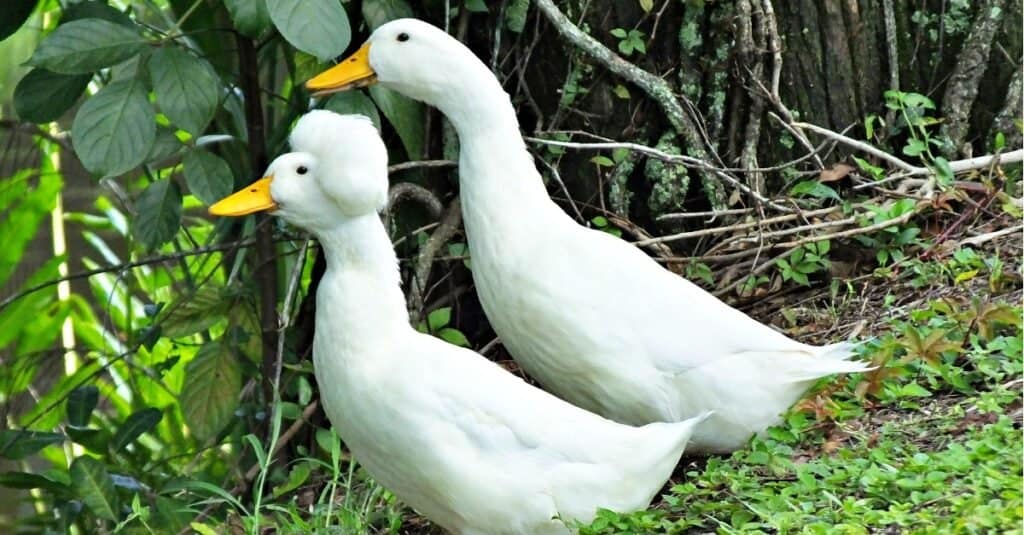 Giant Real Duck