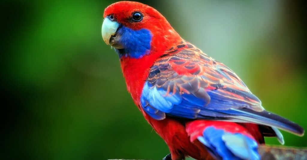 crimson rosella with vibrant reds and blues