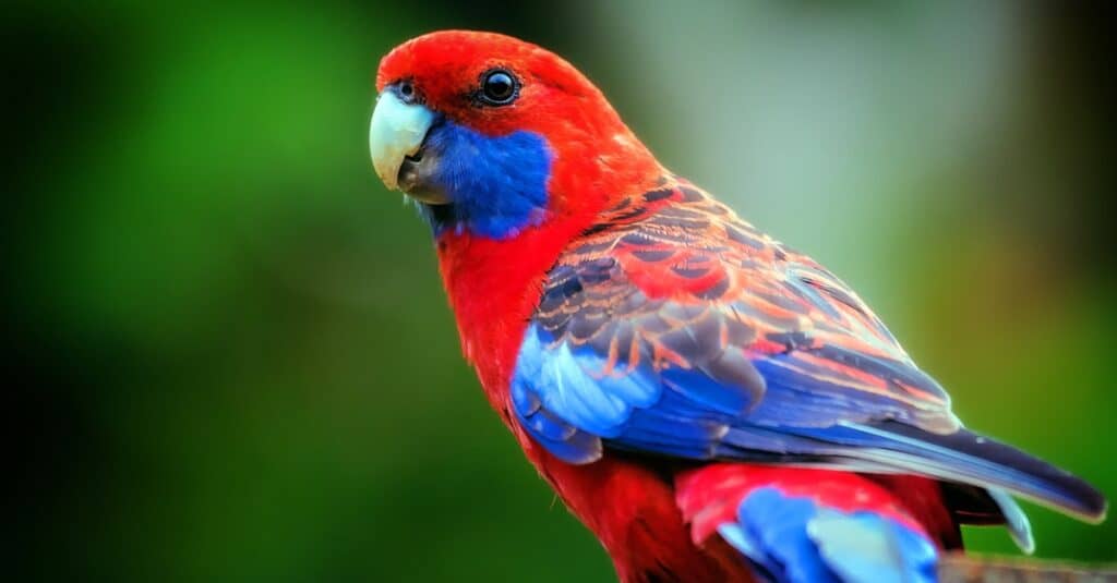 Crimson Rosella parrot