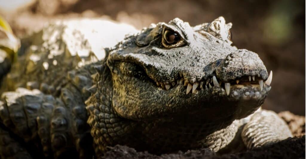 close up of a crocodile