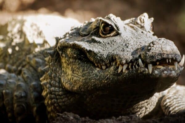 Crocodiles are more likely to attack an elephant when it lives close to the river. 