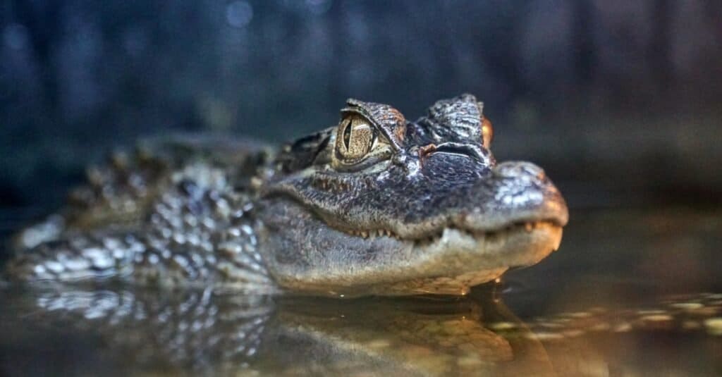 animals that estivate: crocodile