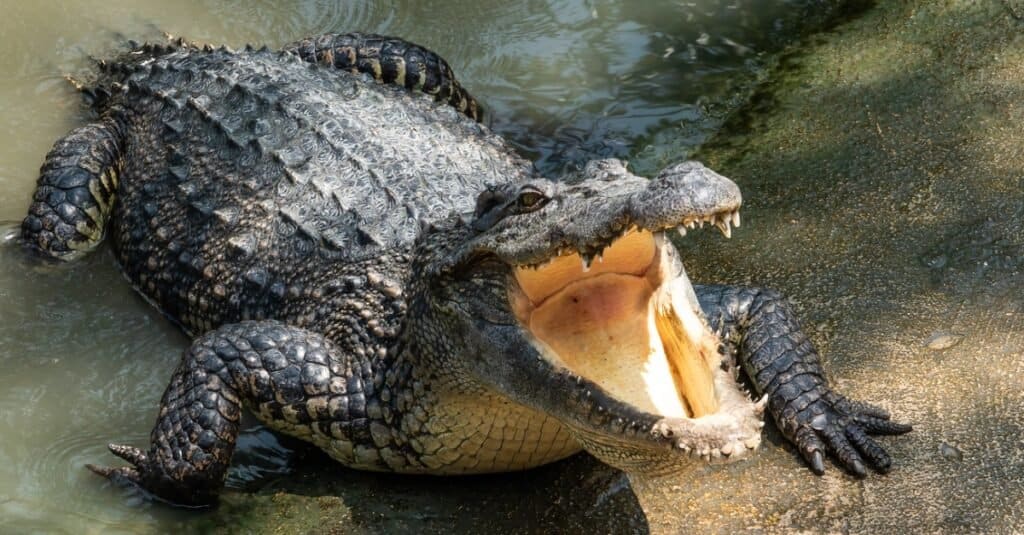 crocodile coming out of the water with mouth open