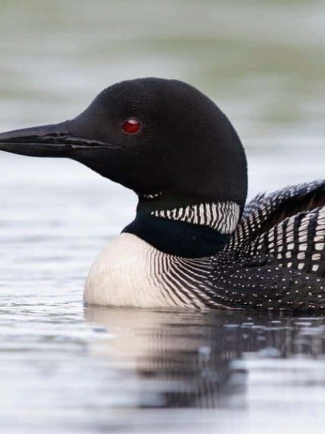 Birds that look like ducks: Common Loon
