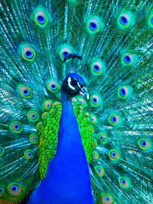 peacock with vibrant colors