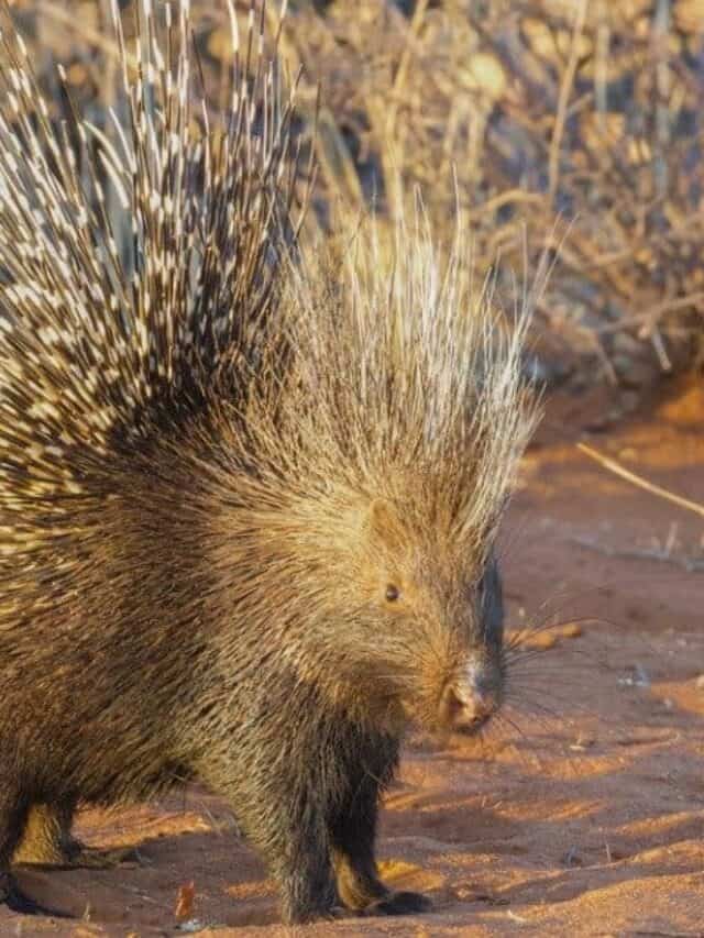 Are Porcupines Rodents? - AZ Animals