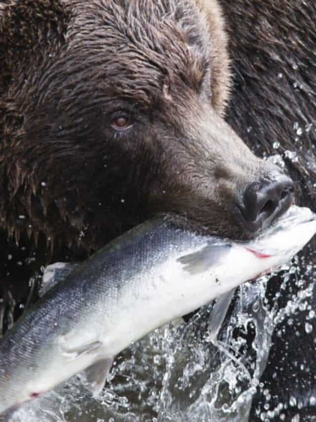 Grizzly bear eating a fish