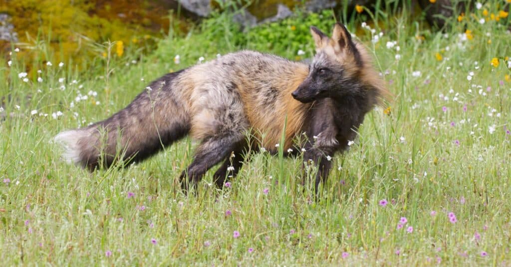 cross fox looking back in tall grass