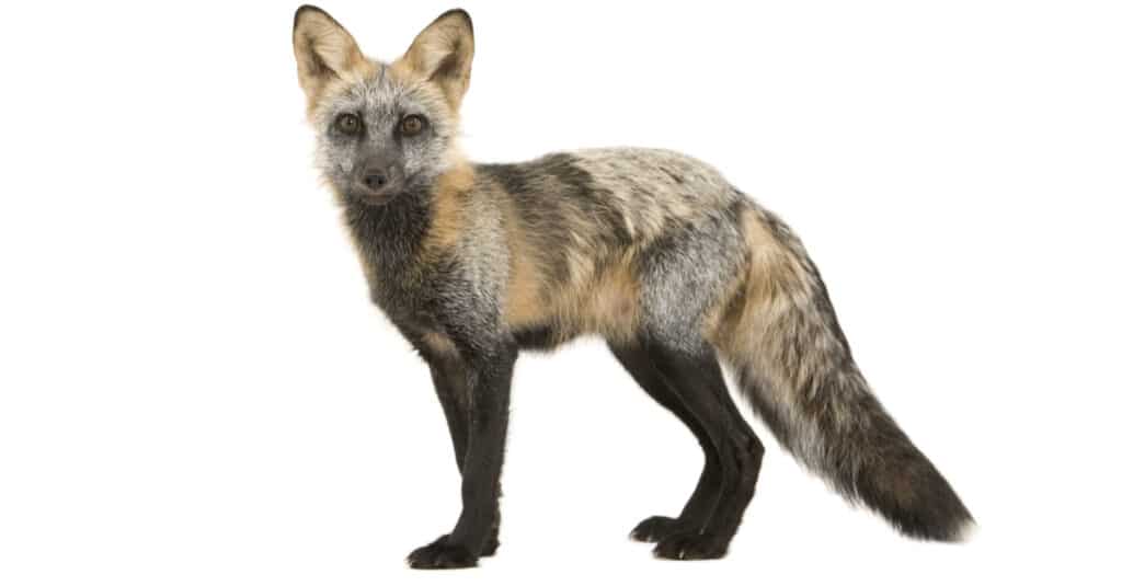 isolated cross fox