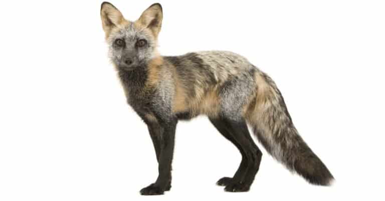 isolated cross fox