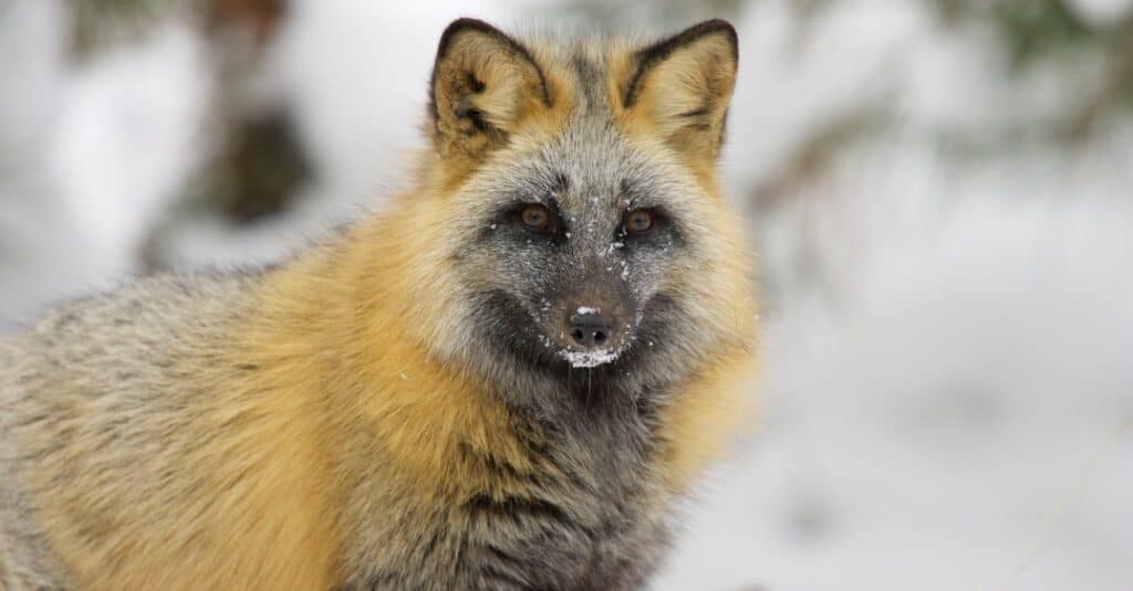 Closeup of a cross fox in the snow