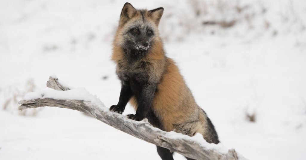 cross fox standing with front paws on branch