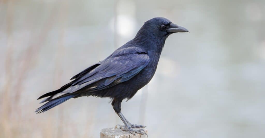 crow perched on post in fog