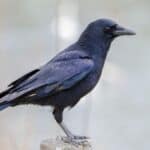 Crows are so intelligent that they can remember human facial features. 