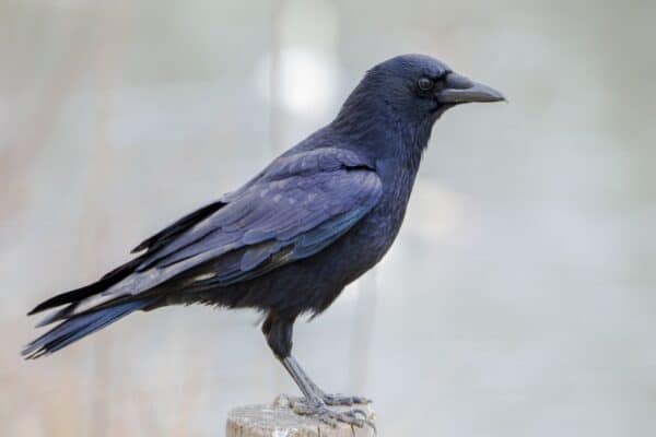 Crows are so intelligent that they can remember human facial features. 