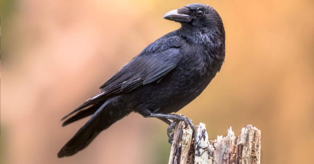 crow perched on an old wood post