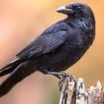 Crows can mimic and retain random sounds. 