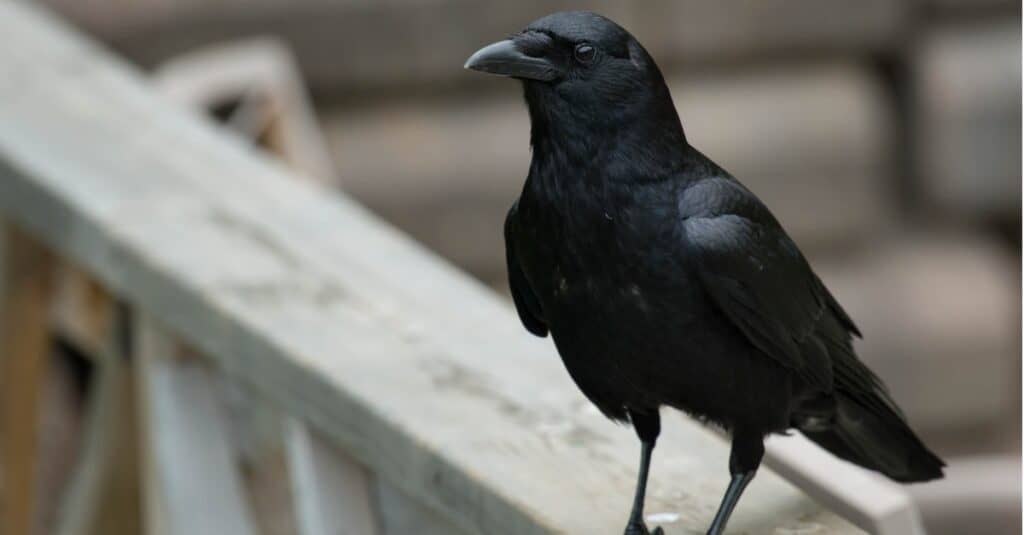 crow perched on wooden deck