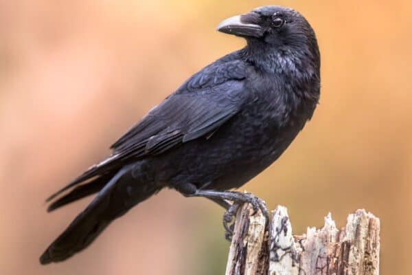 Crows can mimic and retain random sounds. 