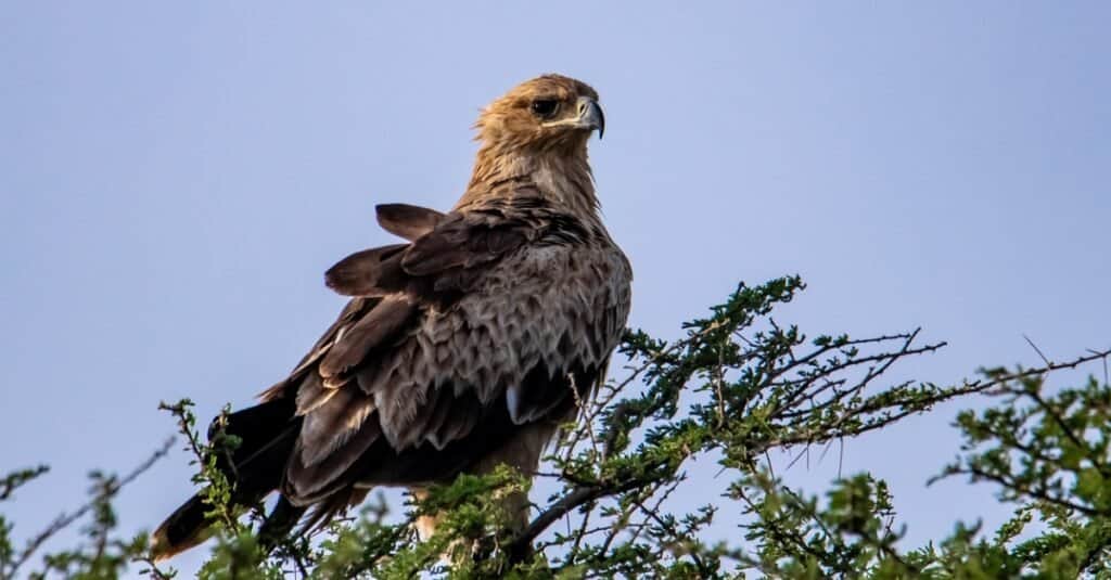 crowned eagle perched at the top of a tree