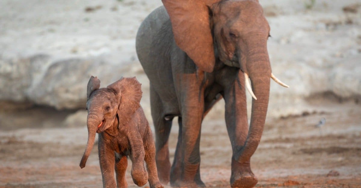 baby elephant - running elephant