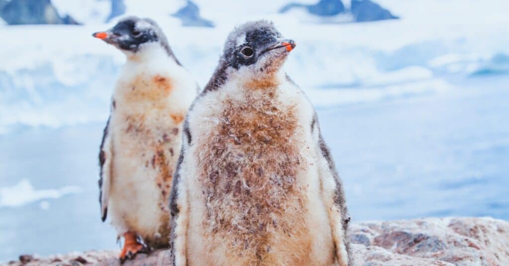 baby penguin - a pair of penguin chicks