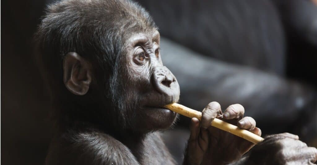 baby gorilla - a gorilla baby has a snack
